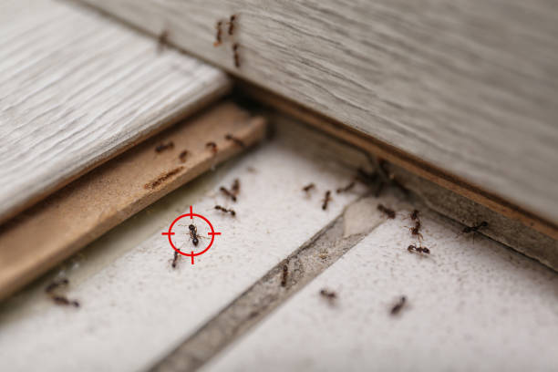 Best Termite Control Services  in Beach City, TX
