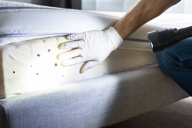 Best Cockroach Control Services  in Beach City, TX