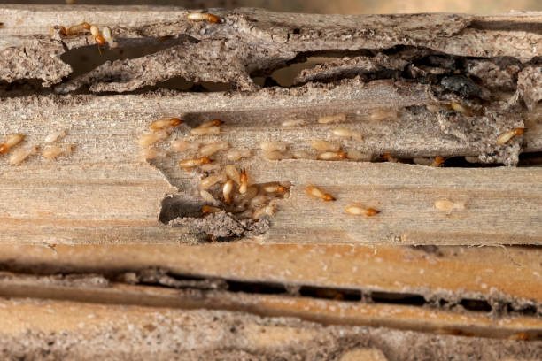 Beach City, TX Pest Control Company
