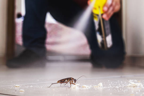 Best Bed Bug Extermination  in Beach City, TX