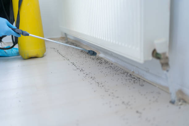 Best Spider Control Near Me  in Beach City, TX